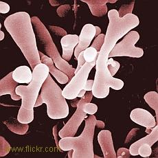 Ce știm despre bifidobacterii (este util să știm)