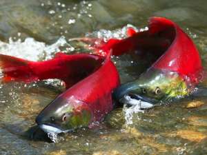 Milyen hasznos coho vagy sockeye, összetételét, a hasznos tulajdonságokkal, hasonlóságok, eltérések