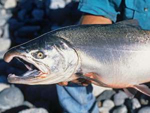 Milyen hasznos coho vagy sockeye, összetételét, a hasznos tulajdonságokkal, hasonlóságok, eltérések