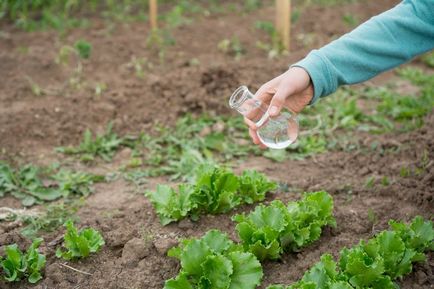 Ce să planteze și să planteze în grădină în august, în grădină ()