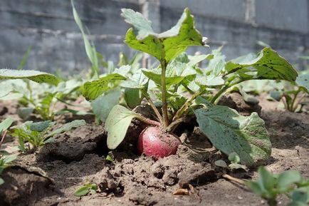 Ce să planteze și să planteze în grădină în august, în grădină ()