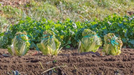 Ce să planteze și să planteze în grădină în august, în grădină ()