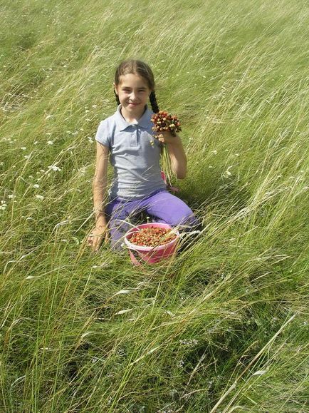 Mi a szakértők választ bogyó (eper nevezik) Milyen bogyó szakértői válaszok