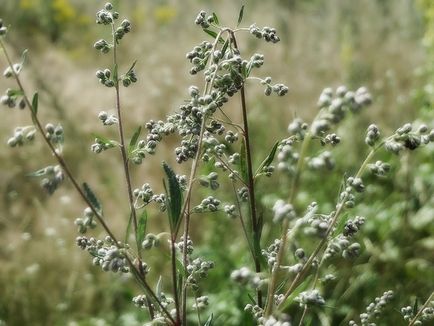 Wormseed üröm használatára, hasznos tulajdonságok, élőhely, santonine kapnak gyógyszert