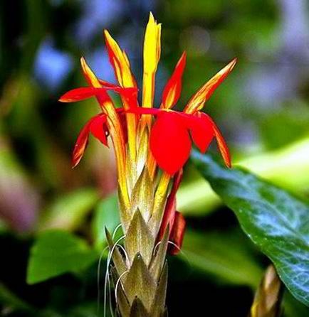 Flower of dienenbachia fotografie