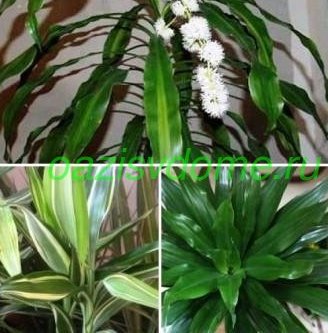 Virág dracaena fajok és ár-érték otthon, fotó dracaena szoba