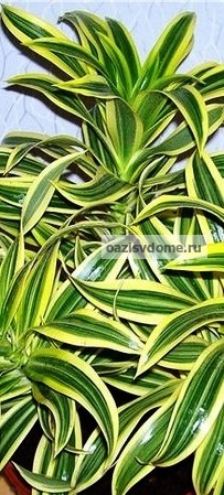 Virág dracaena fajok és ár-érték otthon, fotó dracaena szoba