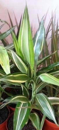 Virág dracaena fajok és ár-érték otthon, fotó dracaena szoba