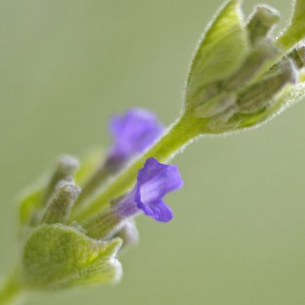 Acasă cosmetice curățare tonic pentru fata - mananca corect, mananca dreapta