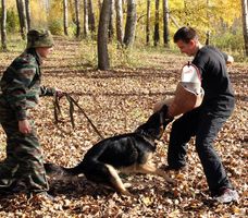 Дресирування - дресирування собак в Нижньому Новгороді