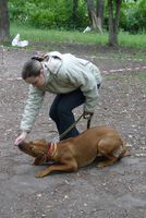 Formare - câini de formare în Nizhny Novgorod