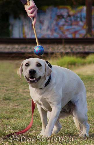 Instruirea și instruirea Labrador Retriever