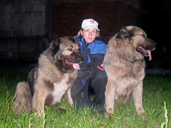 Câine ciobănesc germană - 2, 3, 4, 5, 6, 7 sau mai multe luni