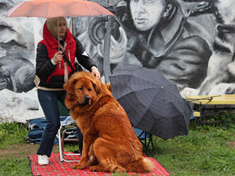 Câinii de pregătire din Moscova szao, prețul este de la 1600