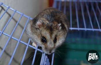 Dzhungar îngrijire și întreținere de hamster