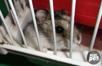 Dzhungar îngrijire și întreținere de hamster