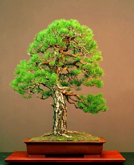 Spruce bonsai (bonsai) luc bonsai