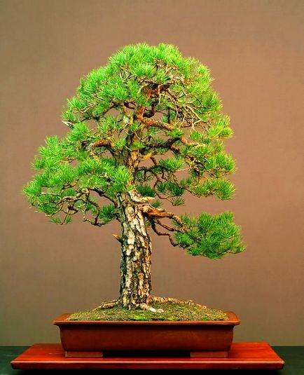 Bonsai de molid