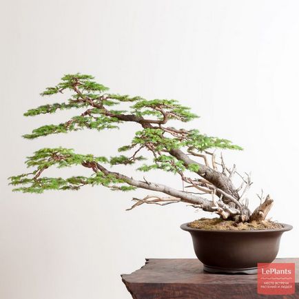 Molid (picea)