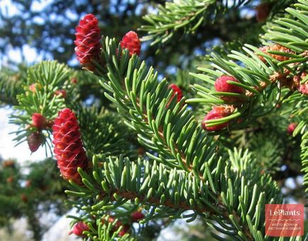 Molid (picea)