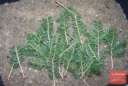 Molid (picea)