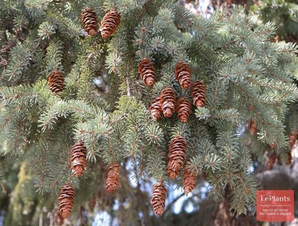 Molid (picea)