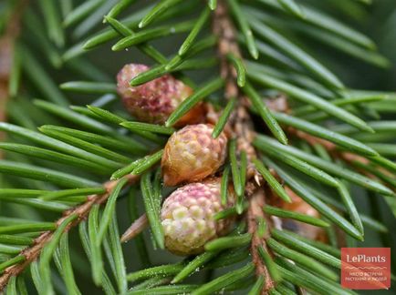 Molid (picea)