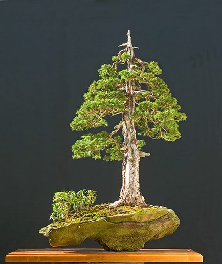 Molid (pisea) bonsai, atelier de bonsai