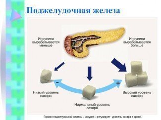 Funcția endocrină a pancreasului și dezvoltarea diabetului, a fotografiilor și a videoclipurilor