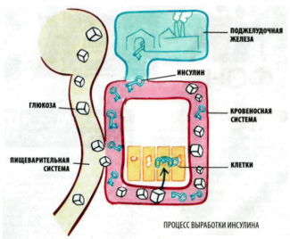 Funcția endocrină a pancreasului și dezvoltarea diabetului, a fotografiilor și a videoclipurilor