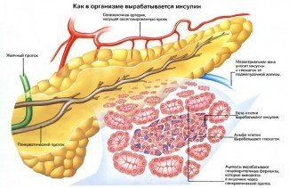 Ендокринна функція підшлункової залози і розвиток цукрового діабету, фото і відео