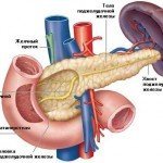 Funcția endocrină a pancreasului și dezvoltarea diabetului, a fotografiilor și a videoclipurilor