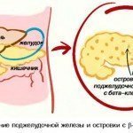 Ендокринна функція підшлункової залози і розвиток цукрового діабету, фото і відео