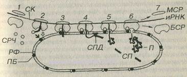 Reticulul endoplasmatic