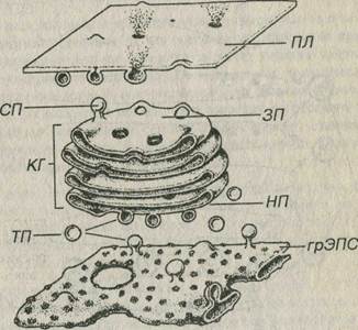 Reticulul endoplasmatic