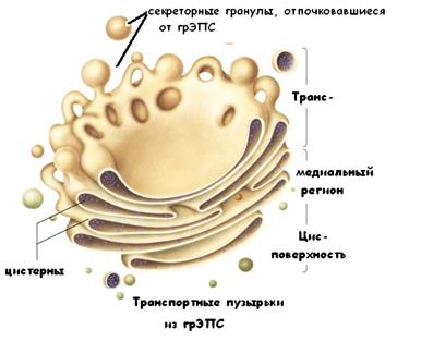 Reticulul endoplasmic (eps)