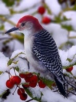 Ha a neve nem jelenik meg a naptárban, a gyerekek, a nevet a gyermek