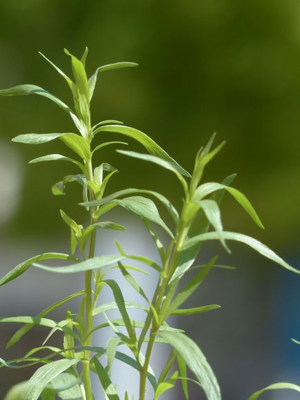 Tarragon (tarkhun) cultivare, îngrijire, proprietăți utile, o casă nouă în sat