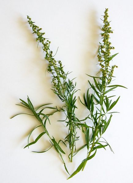 Tarragon (tarkhun) cultivare, îngrijire, proprietăți utile, o casă nouă în sat