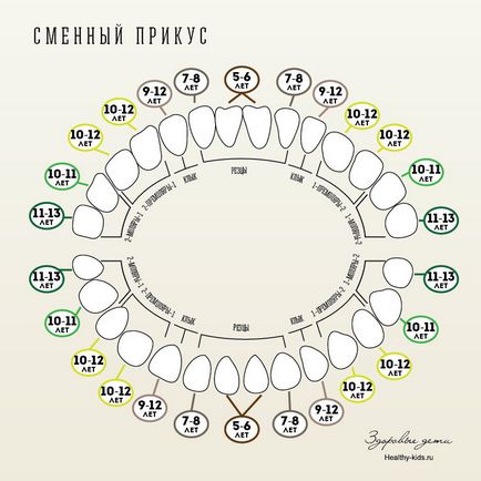 Pașii de erupție și de schimbare a dinților - copii sănătoși