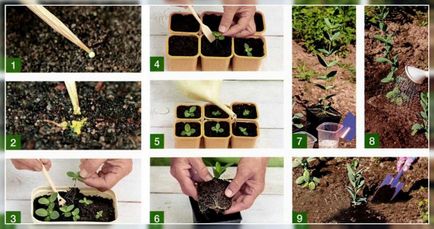 Еустома (лізіантус) - вирощування з насіння в домашніх умовах