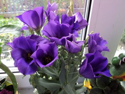 Eustoma (lisianthus) - Vetőmagtermesztés otthon