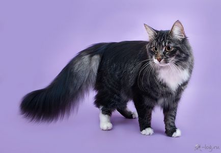 Faery cat, розплідник норвезьких лісових котів, новосибірськ