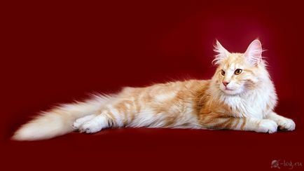 Faery cat, розплідник норвезьких лісових котів, новосибірськ