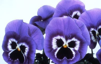 Violet Violet lui secretele de cultivare și cele mai bune note