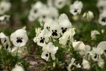 Violet Violet lui secretele de cultivare și cele mai bune note