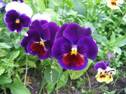 Violet Violet lui secretele de cultivare și cele mai bune note