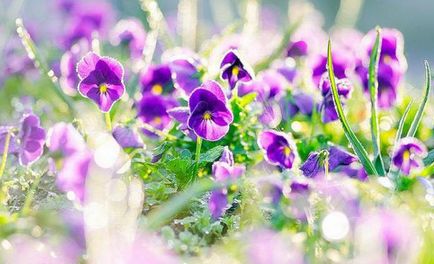 Vitrolka violete cresc din semințe