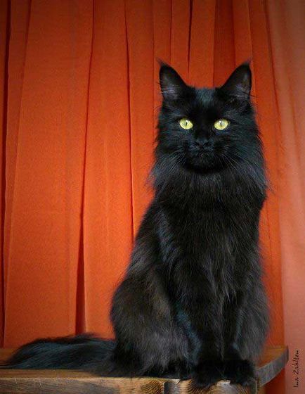 Photo fekete Maine Coon nézni a magas színvonalú