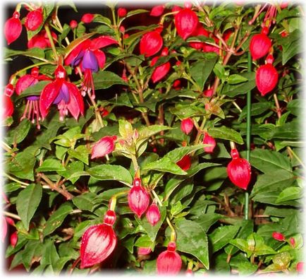 Fuchsia - îngrijire la domiciliu, fotografie, creștere, iernare și reproducere